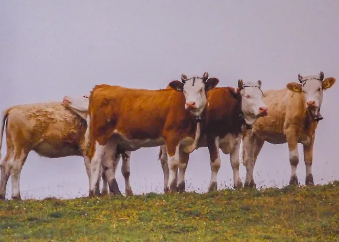 Apartment Chalet Eiger-1 By Interhome * Grindelwald