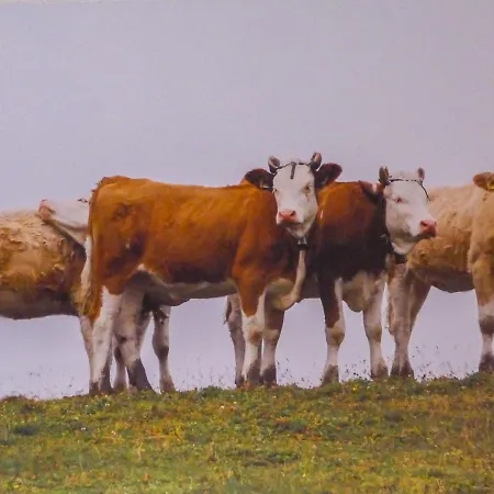 Eiger-1 By Interhome * Grindelwald